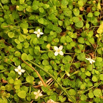 Oldenlandiopsis callitrichoides unspecified picture