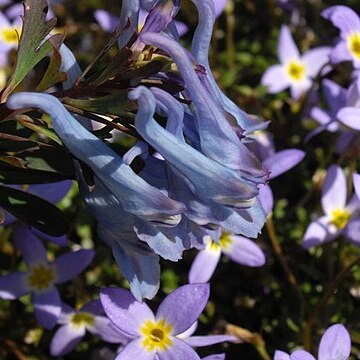 Corydalis flexuosa unspecified picture