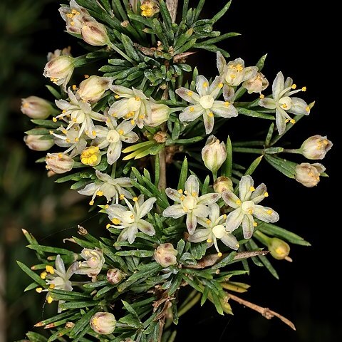 Asparagus spinescens unspecified picture