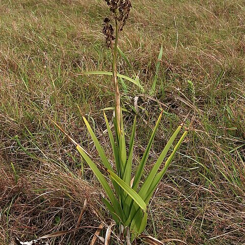 Acrolophia cochlearis unspecified picture