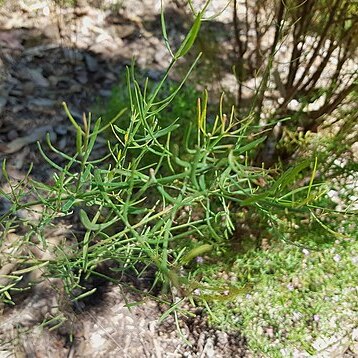 Boronia denticulata unspecified picture