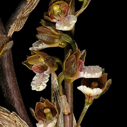 Acrolophia micrantha unspecified picture