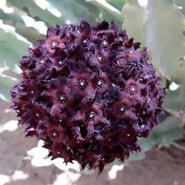 Caralluma unspecified picture