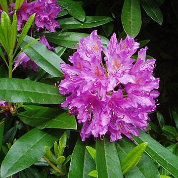 Rhododendron unspecified picture