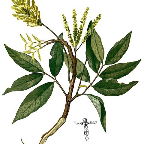 Engelhardia spicata unspecified picture