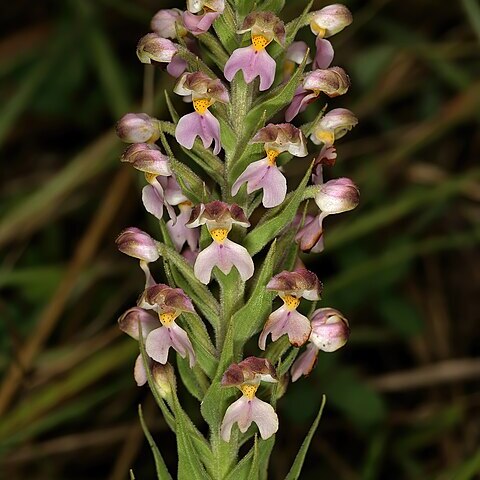 Brachycorythis pubescens unspecified picture