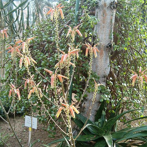 Aloe somaliensis unspecified picture