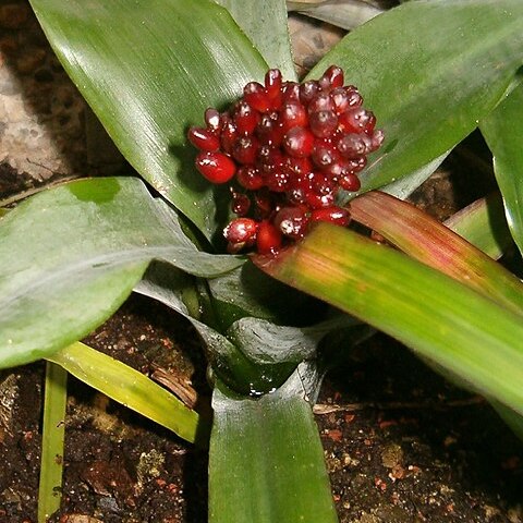 Aechmea farinosa unspecified picture