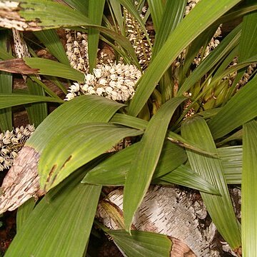 Coelogyne multiflora unspecified picture