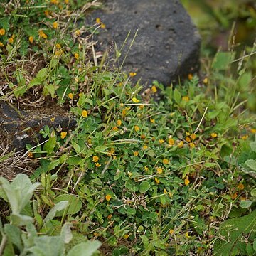 Crotalaria filipes unspecified picture