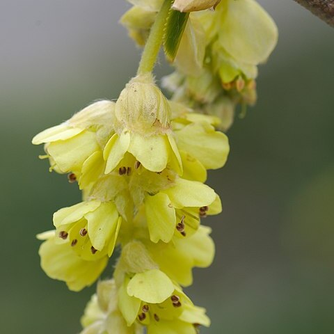 Corylopsis willmottiae unspecified picture