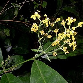 Bunchosia acuminata unspecified picture