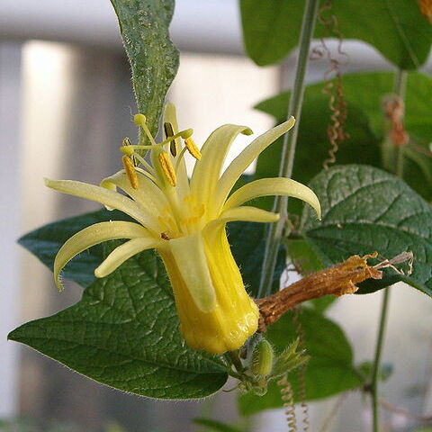 Passiflora citrina unspecified picture