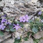 Campanula elatines flower picture by Claudio Lombardo (cc-by-sa)