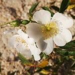 Rosa agrestis flower picture by MOLLA RAFA (cc-by-sa)