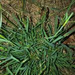 Dianthus carthusianorum leaf picture by ecologicalrevolution (cc-by-sa)