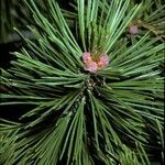 Pinus albicaulis fruit picture by Daniel Barthelemy (cc-by-nc)