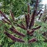 Amorpha fruticosa fruit picture by vitka (cc-by-sa)