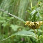 Bidens cernua habit picture by Yoan MARTIN (cc-by-sa)