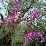 Cyrtochilum ioplocon flower picture by Gabriel OLLIVIER (cc-by-sa)