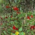 Erythrina crista-galli habit picture by Trap Hers (cc-by-sa)