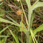 Centaurea napifolia leaf picture by Martin Bishop (cc-by-sa)