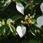 Mussaenda frondosa flower picture by Alain BEIGNET (cc-by-sa)