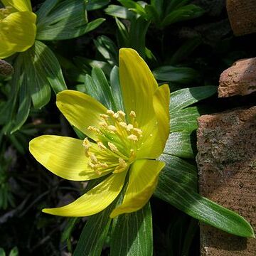 Eranthis unspecified picture