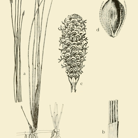 Eleocharis fallax unspecified picture