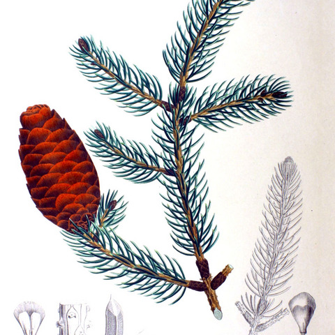 Picea polita unspecified picture