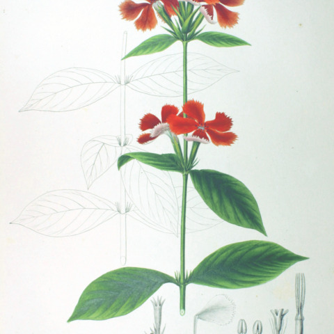 Lychnis coronata unspecified picture