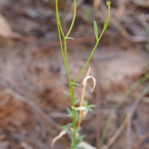 Wahlenbergia queenslandica unspecified picture