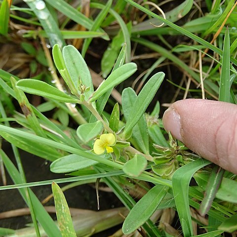 Polygala arvensis unspecified picture