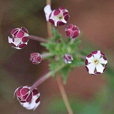 Zaluzianskya capensis unspecified picture