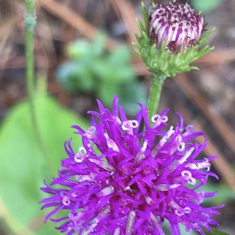 Vernonia acaulis unspecified picture