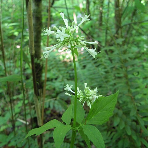 Valeriana pauciflora unspecified picture