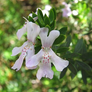 Westringia glabra unspecified picture