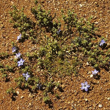 Wahlenbergia annularis unspecified picture