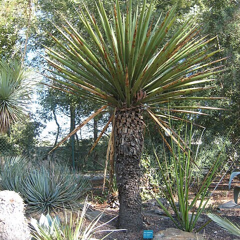 Yucca carnerosana unspecified picture