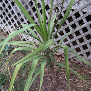 Yucca jaliscensis unspecified picture