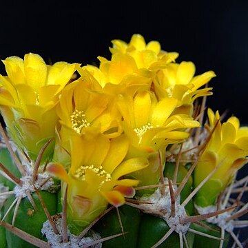 Weingartia neocumingii unspecified picture