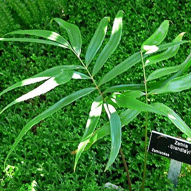 Zamia standleyi unspecified picture