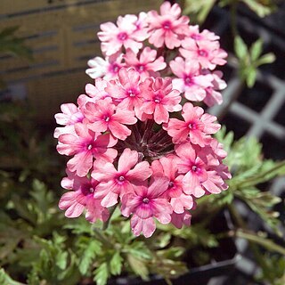 Verbena tenera unspecified picture