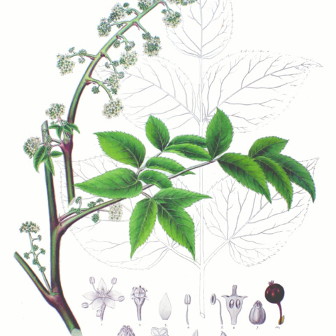 Aralia unspecified picture