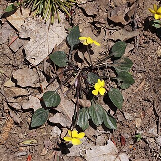 Viola utahensis unspecified picture