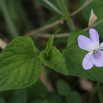 Viola acuminata unspecified picture