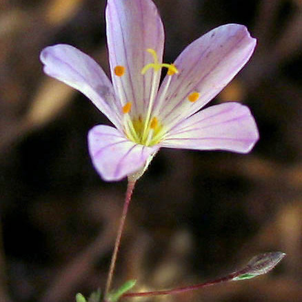 Leptosiphon liniflorus unspecified picture