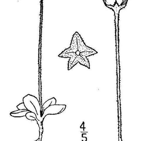 Pinguicula villosa unspecified picture