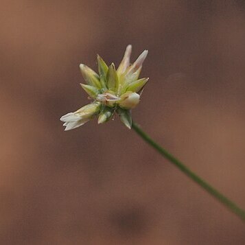 Laxmannia gracilis unspecified picture