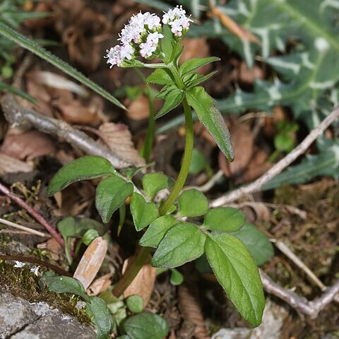 Valeriana flaccidissima unspecified picture